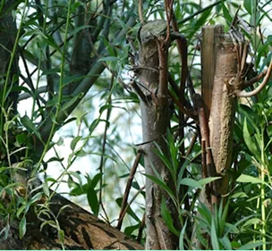 The Fear That Shapes Pinewood