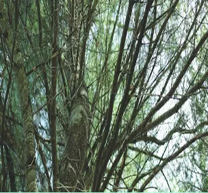 Nicole Keith: The Unlikely Investigator