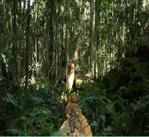 Inside the Mind of the Pinewood Prowler